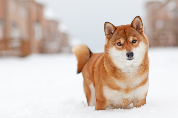 Zrzavá shiba inu leží ve sněhu